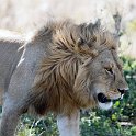 TZA SHI SerengetiNP 2016DEC24 NamiriPlains 016 : 2016, 2016 - African Adventures, Africa, Date, December, Eastern, Month, Namiri Plains, Places, Serengeti National Park, Shinyanga, Tanzania, Trips, Year